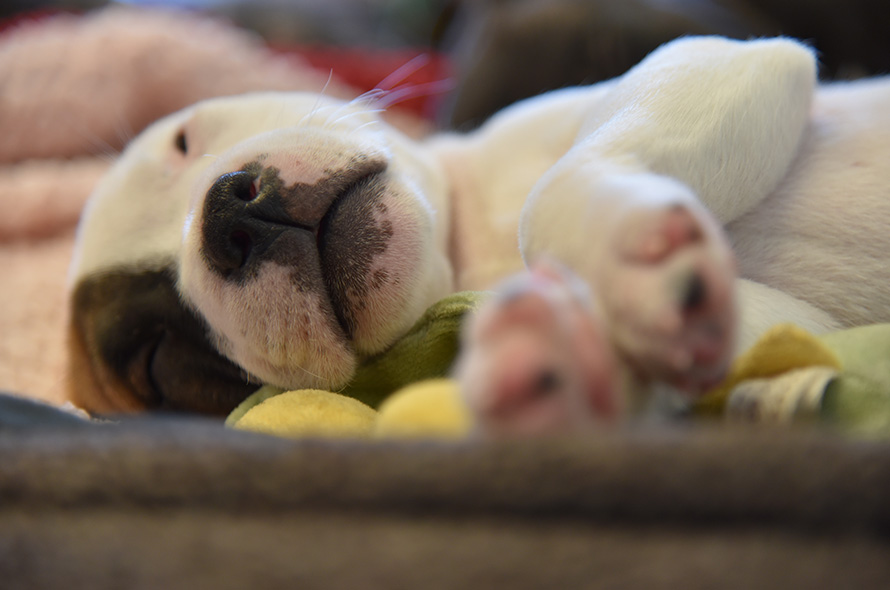 View of How to stop my puppy mouthing | Battersea Dogs & Cats Home
